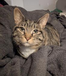Reunited Female Cat last seen Zink Rd, Colonel Glenn Highway, Fairborn, OH 45324