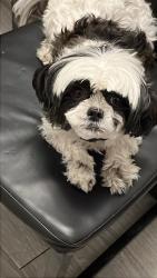 Reunited Female Dog last seen Jay St and Mt. Read Blvd, Rochester, NY 14606