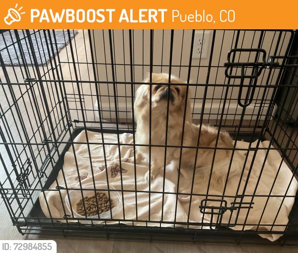 Found/Stray Unknown Dog last seen Hollywood & Rocoon, Pueblo, CO 81005
