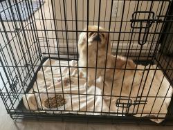 Found/Stray Unknown Dog last seen Hollywood & Rocoon, Pueblo, CO 81005