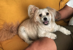 Reunited Female Dog last seen Near handel way x Odell, San Diego, CA 92126