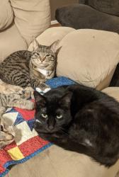 Reunited Female Cat last seen Zink Rd, Colonel Glenn Highway, Fairborn, OH 45324