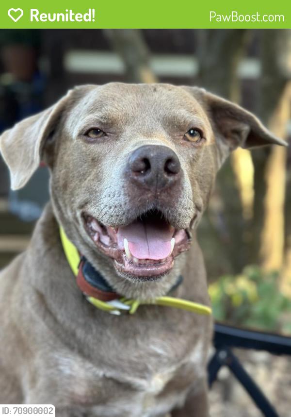 Reunited Male Dog last seen Boyd’s Creek Hwy at Canaway Way, Sevierville, TN 37764