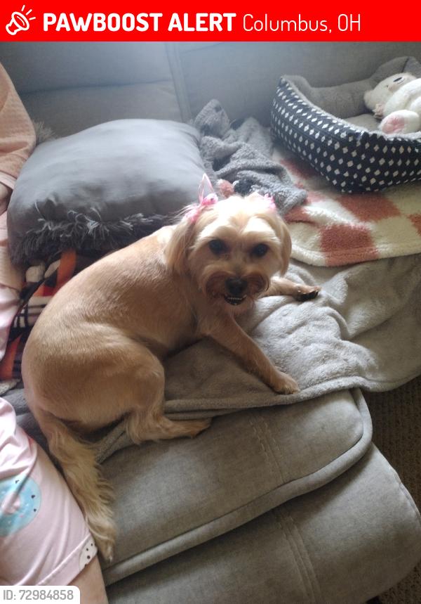 Lost Female Dog last seen briggs street next to the church, Columbus, OH 43204
