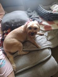 Lost Female Dog last seen briggs street next to the church, Columbus, OH 43204