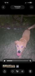 Found/Stray Female Dog last seen Mason Ct, Dallas, TX 75227