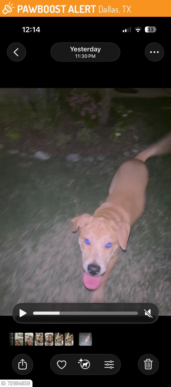 Found/Stray Female Dog last seen Mason Ct, Dallas, TX 75227