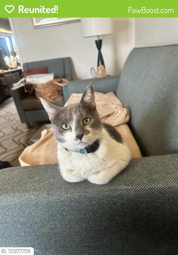 Reunited Male Cat last seen Cadillac and La Cienega, Los Angeles, CA 90034