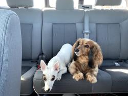 Reunited Female Dog last seen Camelot and Sycamore School rd, Fort Worth, TX 76134