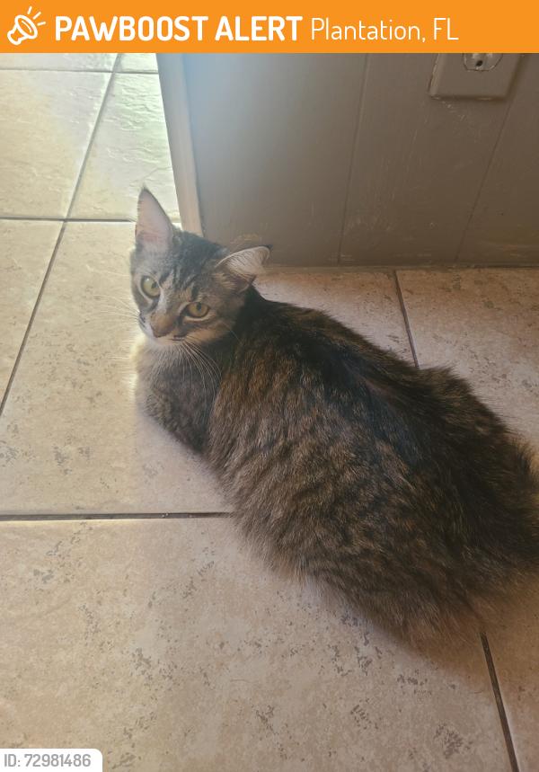 Found/Stray Female Cat last seen Plantation fl, Plantation, FL 33325