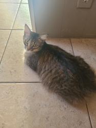 Found/Stray Female Cat last seen Plantation fl, Plantation, FL 33325