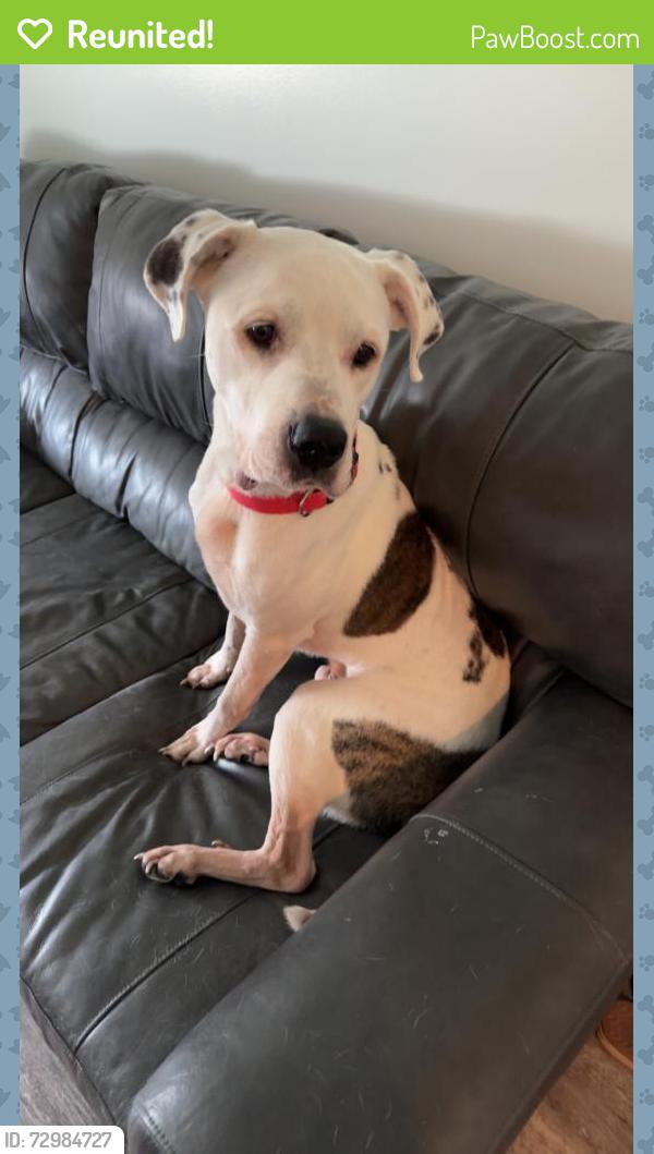 Reunited Male Dog last seen SCHAAD Rd Knoxville TN, Knoxville, TN 37921