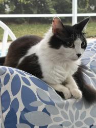 Reunited Female Cat last seen 12th St and Old Dixie Vero Beach, FL, Florida Ridge, FL 32962