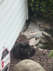 Found/Stray Unknown Cat last seen Schmalz Circle, Appleton, WI 54915