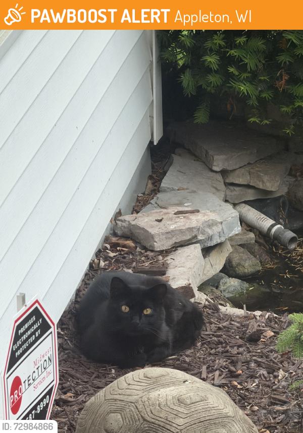 Found/Stray Unknown Cat last seen Schmalz Circle, Appleton, WI 54915