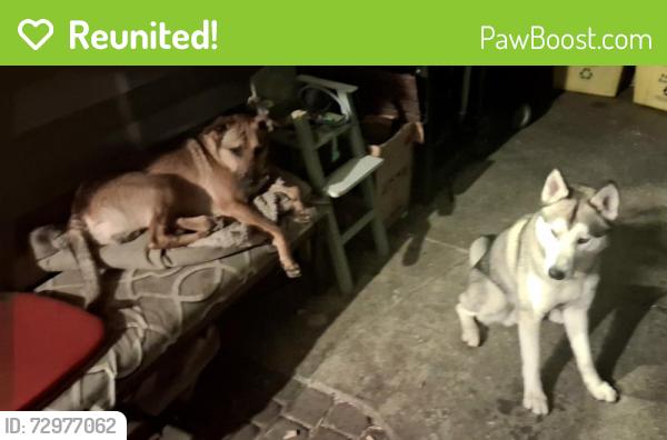 Reunited Male Dog last seen NE Fremont St, Portland OR, Portland, OR 97220