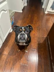 Lost Male Dog last seen Lebanon/Teel, Frisco, TX 75036