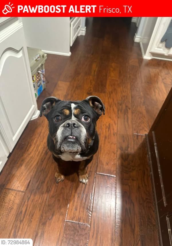 Lost Male Dog last seen Lebanon/Teel, Frisco, TX 75036