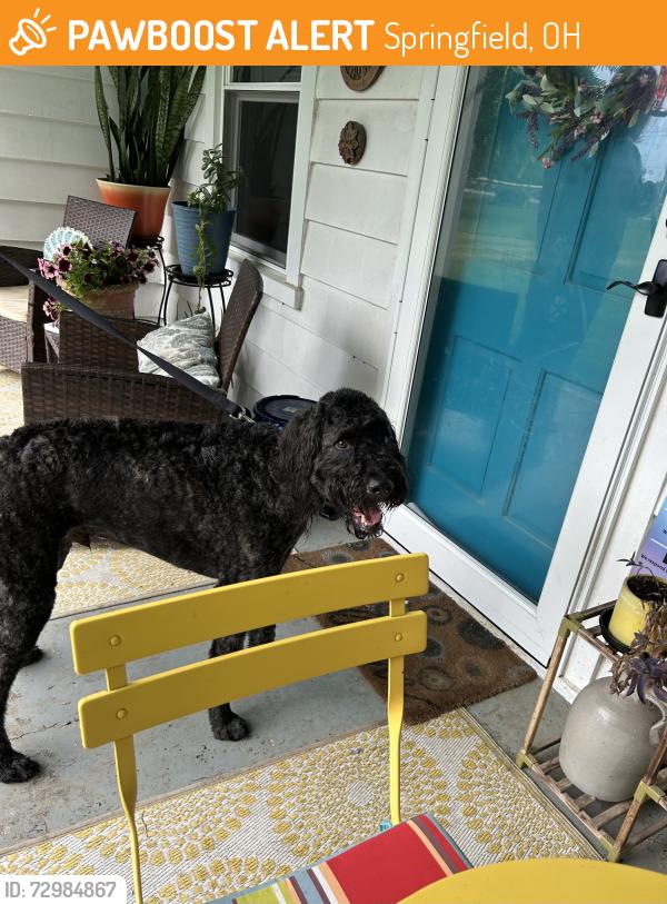 Found/Stray Male Dog last seen Old mill road, Springfield, OH 45502