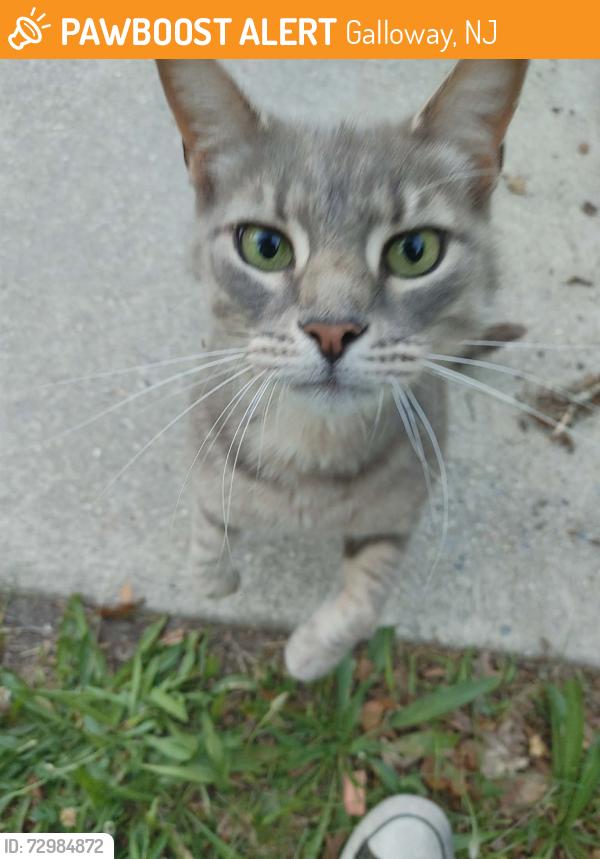 Found/Stray Unknown Cat last seen 6th Ave galloway, Galloway, NJ 08205