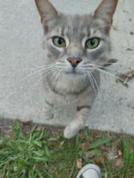 Found/Stray Unknown Cat last seen 6th Ave galloway, Galloway, NJ 08205