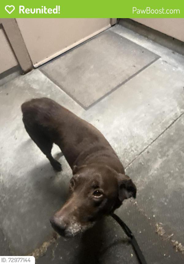 Reunited Male Dog last seen Mad river hosp , Arcata, CA 95521