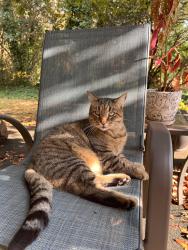 Lost Male Cat last seen Richbourg Road, Greenville, SC 29615