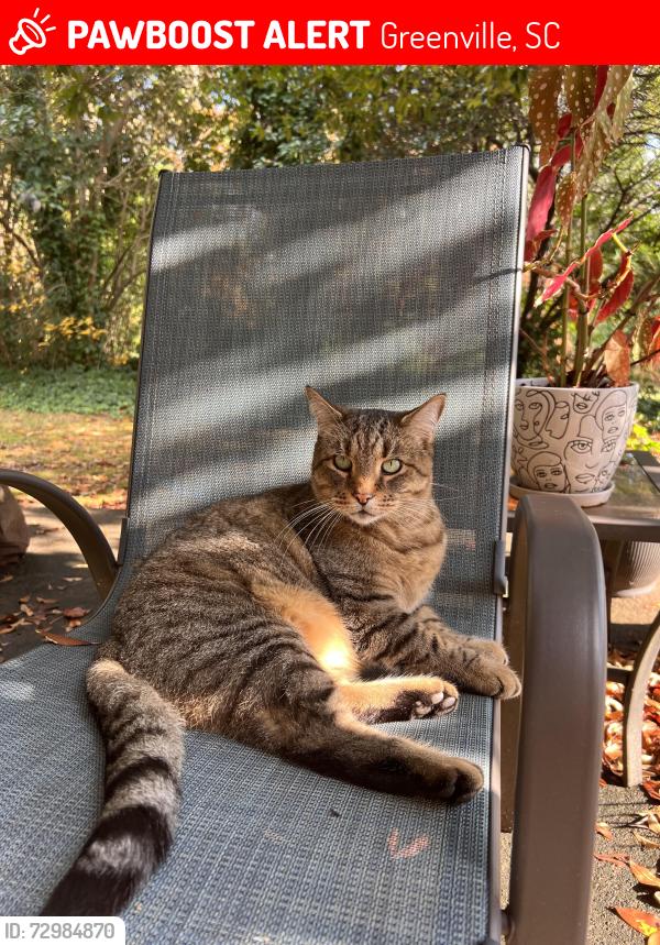 Lost Male Cat last seen Richbourg Road, Greenville, SC 29615