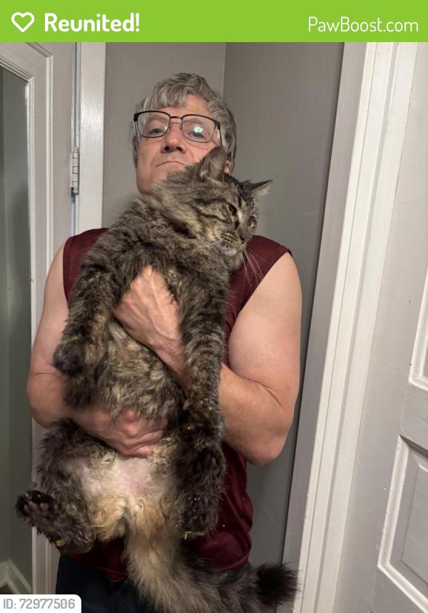 Reunited Male Cat last seen Hermina, Union, Marquette, Bike Path East Madison, Madison, WI 53704