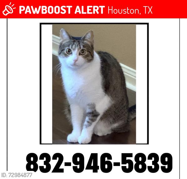 Lost Female Cat last seen Porter meadow lane , Houston, TX 77014