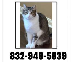 Lost Female Cat last seen Porter meadow lane , Houston, TX 77014