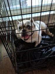 Reunited Female Dog last seen Ira st. Haltom city, Haltom City, TX 76117