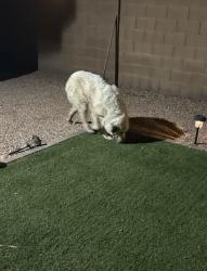 Reunited Unknown Dog last seen Near S 83rd Ave, Phoenix, AZ 85043, USA, Phoenix, AZ 85043