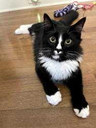 Lost Male Cat last seen Meadow Bottom and Wheatfield , Charlotte, NC 28277