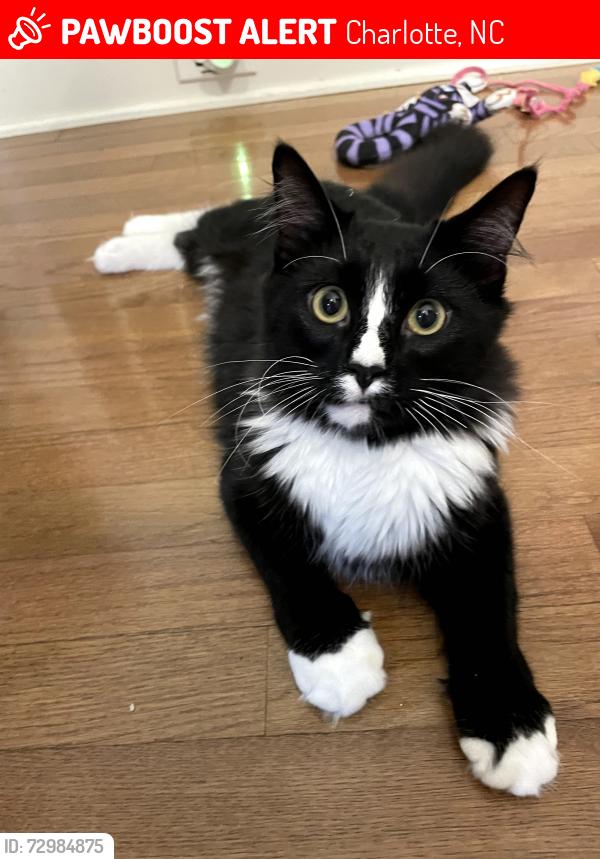 Lost Male Cat last seen Meadow Bottom and Wheatfield , Charlotte, NC 28277