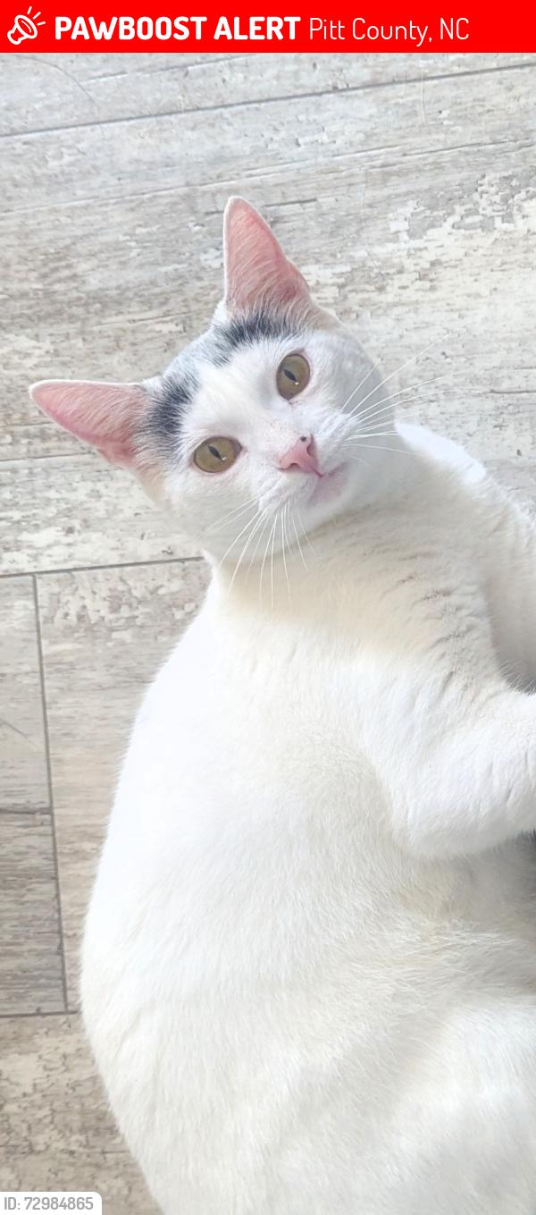 Lost Female Cat last seen Lum Buck Road , Pitt County, NC 27858