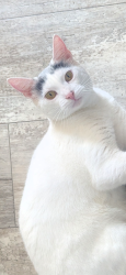 Lost Female Cat last seen Lum Buck Road , Pitt County, NC 27858