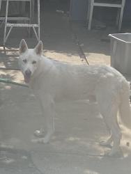 Found/Stray Male Dog last seen Reed Road, Houston, TX 77033
