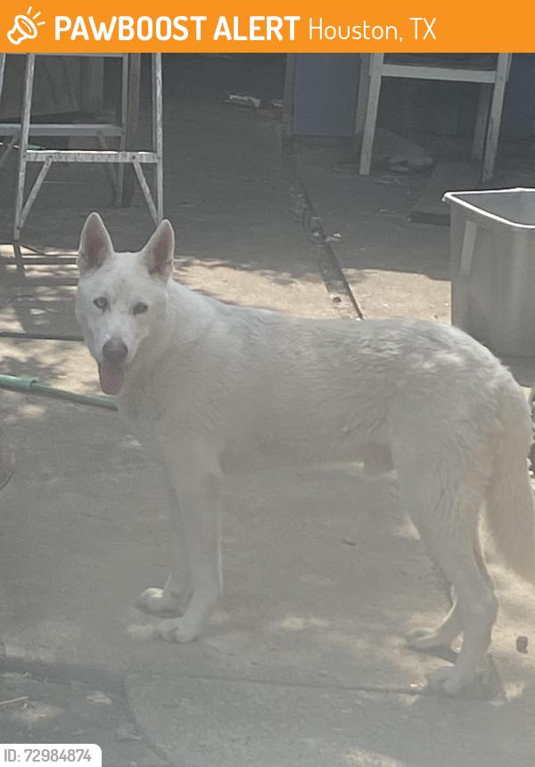 Found/Stray Male Dog last seen Reed Road, Houston, TX 77033