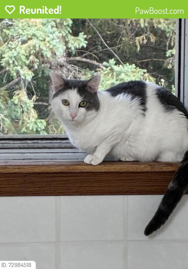 Reunited Male Cat last seen near conway field , Ruth or Jayne street, Saint Paul, MN 55106