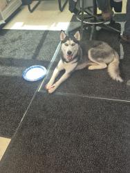 Found/Stray Female Dog last seen Hudson and 24th st., Rogers, AR 72756