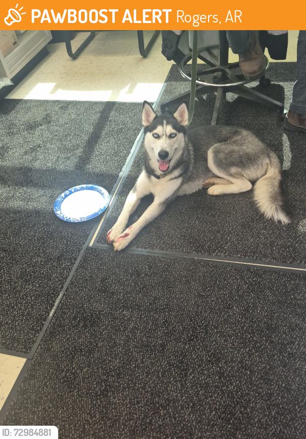 Found/Stray Female Dog last seen Hudson and 24th st., Rogers, AR 72756