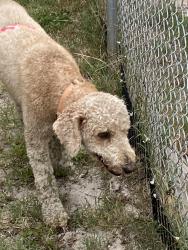 Reunited Female Dog last seen Redwood Tahitian, Holiday, FL 34691