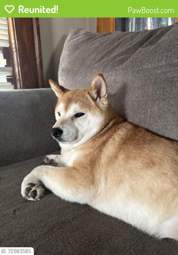 Reunited Female Dog last seen Near 16th St NW Canton, OH 44703, Canton, OH 44703