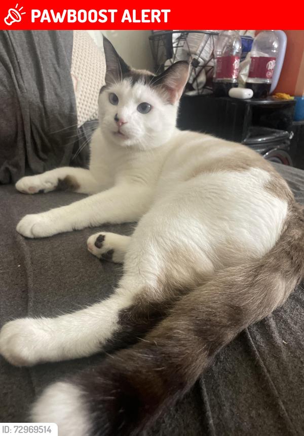 Lost Male Cat last seen Tilman and old turner mountain, Albemarle County, VA 22903