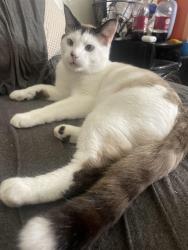 Lost Male Cat last seen Tilman and old turner mountain, Albemarle County, VA 22903