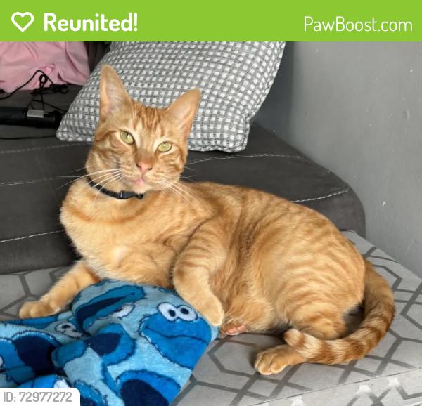 Reunited Male Cat last seen Shimmer Drive and Ashton Road, Fayetteville, NC 28304