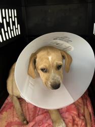 Shelter Stray Male Dog last seen SHIELDS AND MAROA, 5277 E Airways Blvd, Fresno, CA 93727, USA