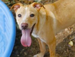 Shelter Stray Male Dog last seen Near BLOCK BILBREY DR, TALLAHASSEE FL 32303, Tallahassee, FL 32311