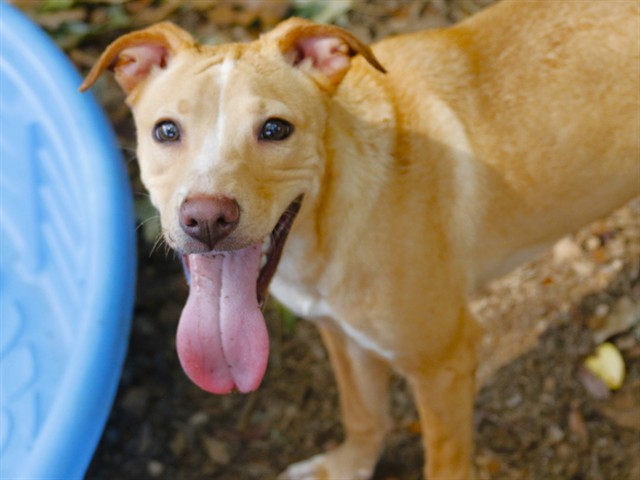 Shelter Stray Male Dog last seen Near BLOCK BILBREY DR, TALLAHASSEE FL 32303, Tallahassee, FL 32311